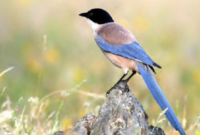 Ученые признали 13 видов птиц вымершими